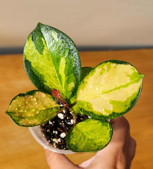 Hoya Australis Lisa