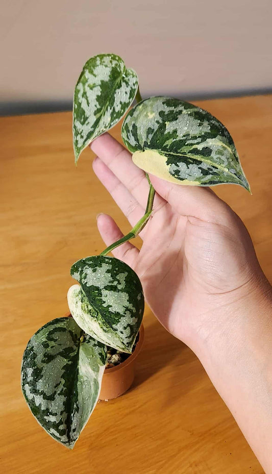 Scindapsus Mayari