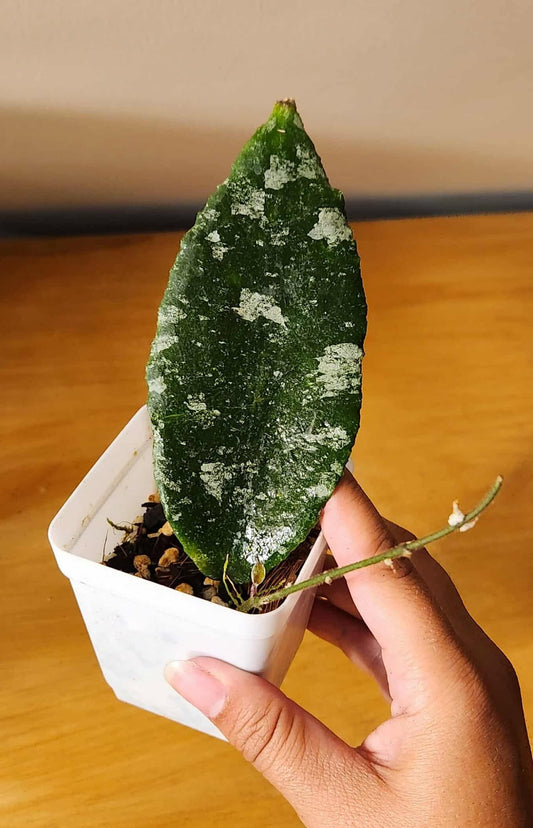 Hoya Caudata Silver