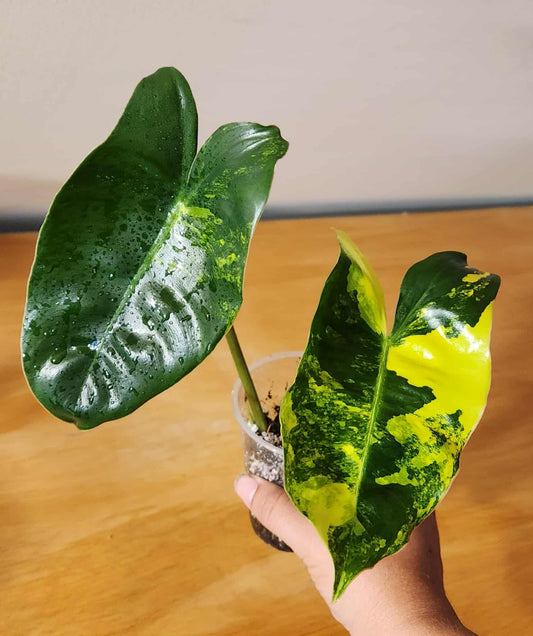 Philodendron Burle Marx Variegated