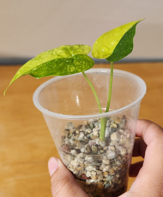 Alocasia Gigantea Aurea