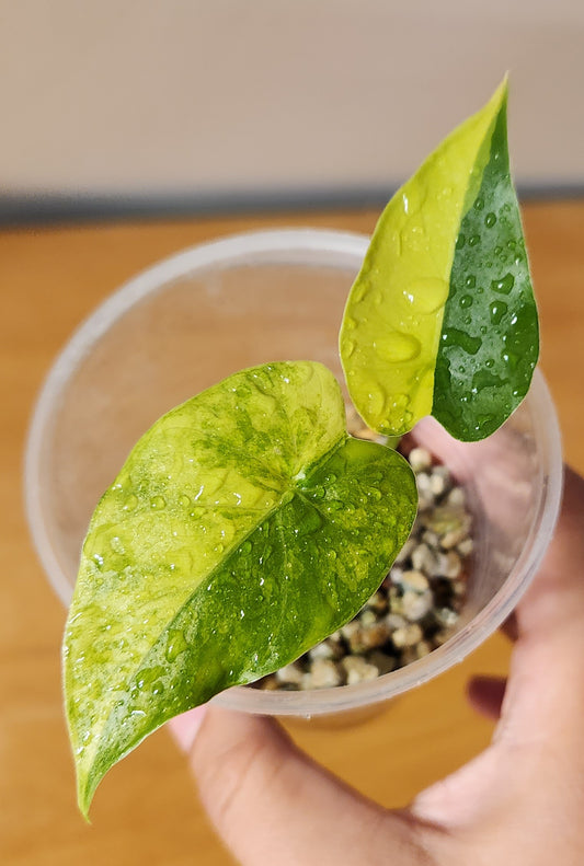 Alocasia Gigantea Aurea