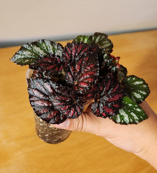 Bégonia Rex Rumba